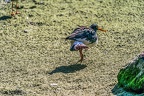 0616-all-weather zoo munster-oystercatcher