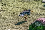 0617-all-weather zoo munster-oystercatcher