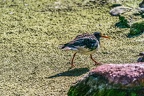 0618-all-weather zoo munster-oystercatcher
