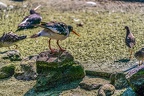 0620-all-weather zoo munster-oystercatcher