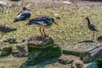 0621-all-weather zoo munster-oystercatcher