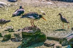 0622-all-weather zoo munster-oystercatcher