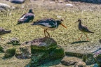 0623-all-weather zoo munster-oystercatcher