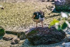 0625-all-weather zoo munster-oystercatcher
