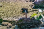 0626-all-weather zoo munster-oystercatcher