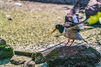 0627-all-weather zoo munster-oystercatcher
