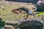 0630-all-weather zoo munster-oystercatcher