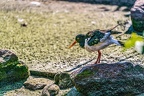 0633-all-weather zoo munster-oystercatcher