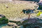 0634-all-weather zoo munster-oystercatcher