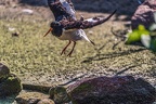 0635-all-weather zoo munster-oystercatcher