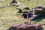 0636-all-weather zoo munster-oystercatcher