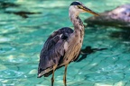 0639-all-weather zoo munster-gray heron
