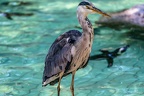 0640-all-weather zoo munster-gray heron