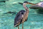 0641-all-weather zoo munster-gray heron