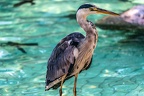 0642-all-weather zoo munster-gray heron