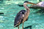 0643-all-weather zoo munster-gray heron