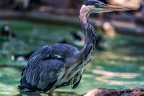0646-all-weather zoo munster-gray heron