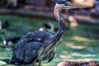 0647-all-weather zoo munster-gray heron