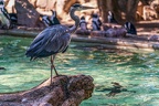 0648-all-weather zoo munster-gray heron
