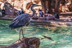 0649-all-weather zoo munster-gray heron