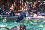 0661-all-weather zoo munster-gray heron