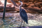 0662-all-weather zoo munster-gray heron