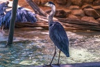 0663-all-weather zoo munster-gray heron
