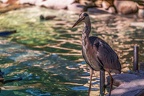 0665-all-weather zoo munster-gray heron