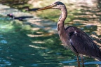 0666-all-weather zoo munster-gray heron