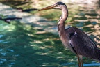 0667-all-weather zoo munster-gray heron