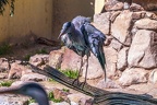 0670-all-weather zoo munster-gray heron
