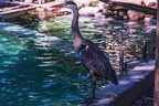 0677-all-weather zoo munster-gray heron