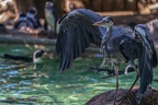 0679-all-weather zoo munster-gray heron