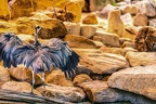 0680-all-weather zoo munster-gray heron