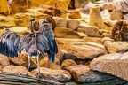 0681-all-weather zoo munster-gray heron