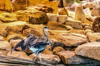 0686-all-weather zoo munster-gray heron