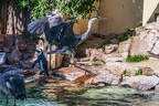 0688-all-weather zoo munster-gray heron