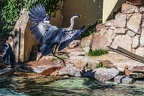 0689-all-weather zoo munster-gray heron