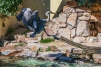 0691-all-weather zoo munster-gray heron