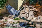 0692-all-weather zoo munster-gray heron