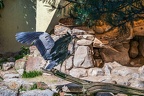 0695-all-weather zoo munster-gray heron