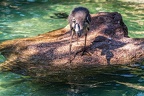0700-all-weather zoo munster-gray heron