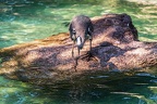 0702-all-weather zoo munster-gray heron