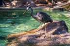 0708-all-weather zoo munster-gray heron