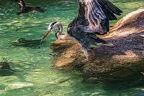 0715-all-weather zoo munster-gray heron