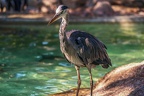 0737-all-weather zoo munster-gray heron