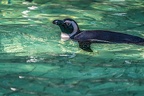 0739-all-weather zoo munster-spectacled penguin