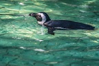 0740-all-weather zoo munster-spectacled penguin