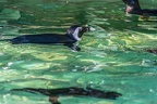 0741-all-weather zoo munster-spectacled penguin