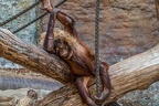 0751-all-weather zoo munster-orang-utan